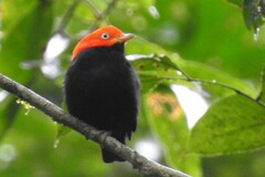 Ceratopipra mentalis