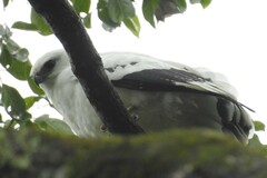 Pseudastur albicollis