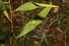 Hakea florulenta