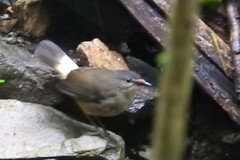 Myiothlypis fulvicauda
