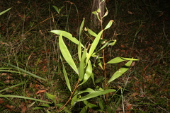 Hakea florulenta