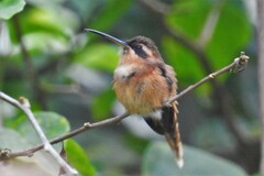 Phaethornis striigularis