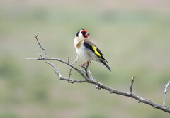 Carduelis carduelis britannica