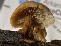 Lentinellus micheneri