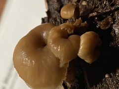 Lentinellus micheneri