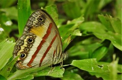 Cissia