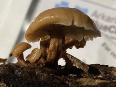 Lentinellus micheneri