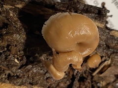 Lentinellus micheneri