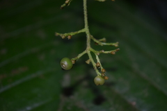 Bertiera