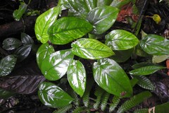 Syngonium macrophyllum