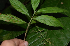 Bertiera