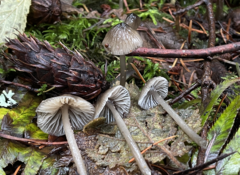 Mycena quiniaultensis