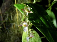 Pleurothallis