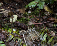 Mycena quiniaultensis