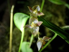 Pleurothallis