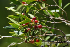 Blepharocalyx salicifolius