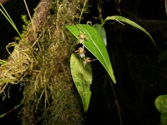 Pleurothallis