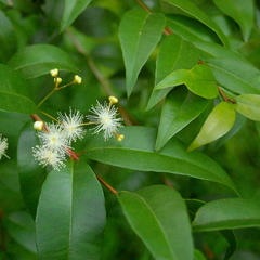 Calyptranthes concinna