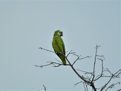 Amazona aestiva