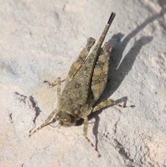 Paratettix mexicanus