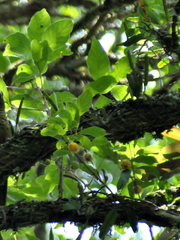 Campomanesia guaviroba