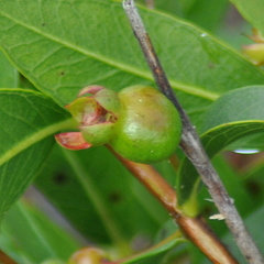 Psidium salutare mucronatum