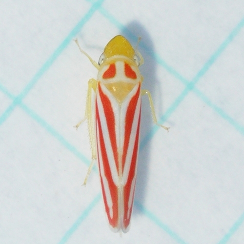 Red-banded leafhopper
