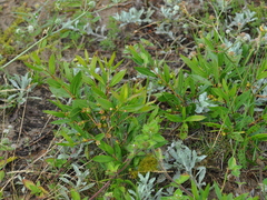 Psidium salutare mucronatum