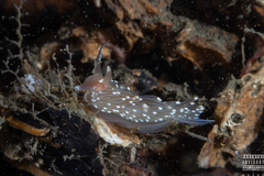 Facelina bostoniensis