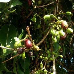Syzygium cumini