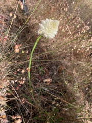 Ptilotus macrocephalus