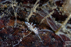 Rubramoena rubescens