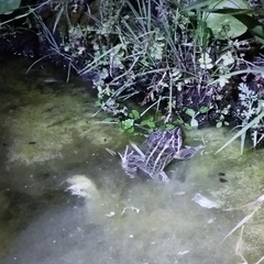 Leptodactylus luctator