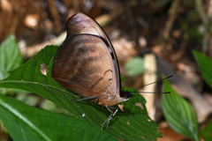 Catonephele sabrina