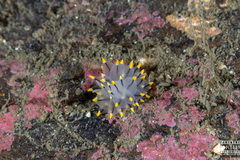 Eubranchus tricolor