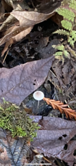 Pseudomarasmius pallidocephalus
