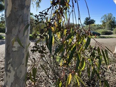 Eucalyptus cladocalyx