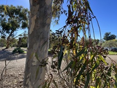 Eucalyptus cladocalyx