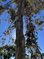 Eucalyptus cladocalyx