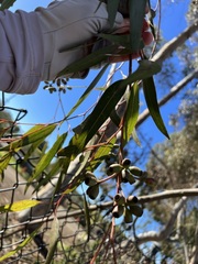 Eucalyptus cladocalyx