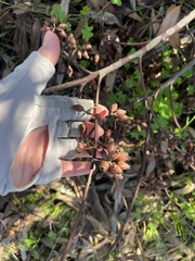 Eucalyptus cladocalyx