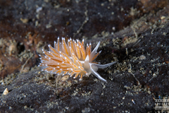 Coryphella monicae