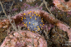 Eubranchus tricolor