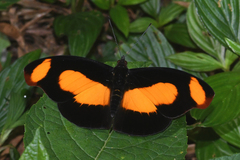 Catonephele sabrina