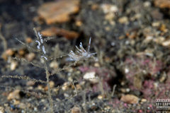 Rubramoena rubescens
