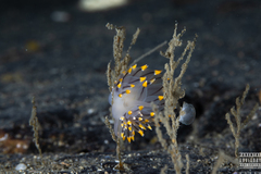 Eubranchus tricolor