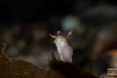 Polycera quadrilineata