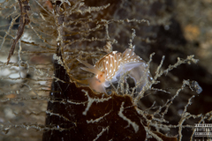 Facelina bostoniensis