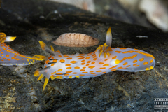Polycera quadrilineata