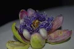 Passiflora quadrangularis